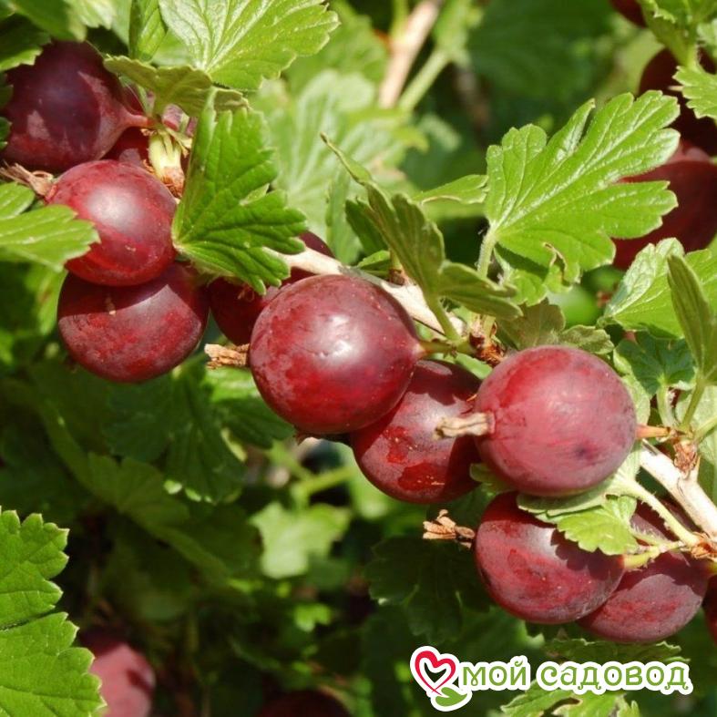 Крыжовник Колобок