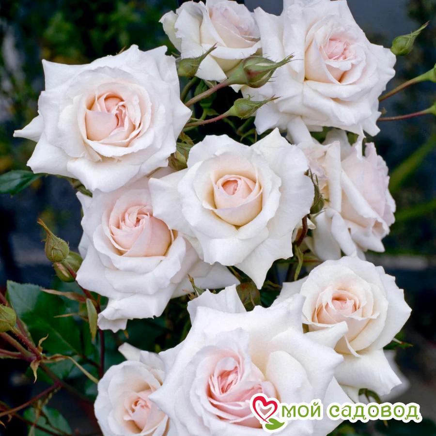 Роза Лебединое озеро