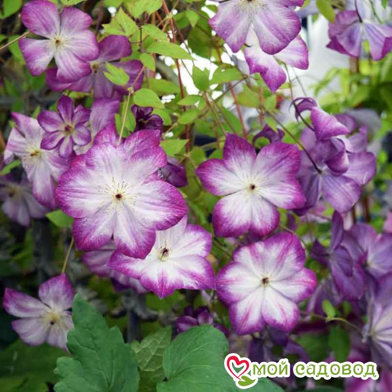 Клематис ПЕРНИЛЛЬ