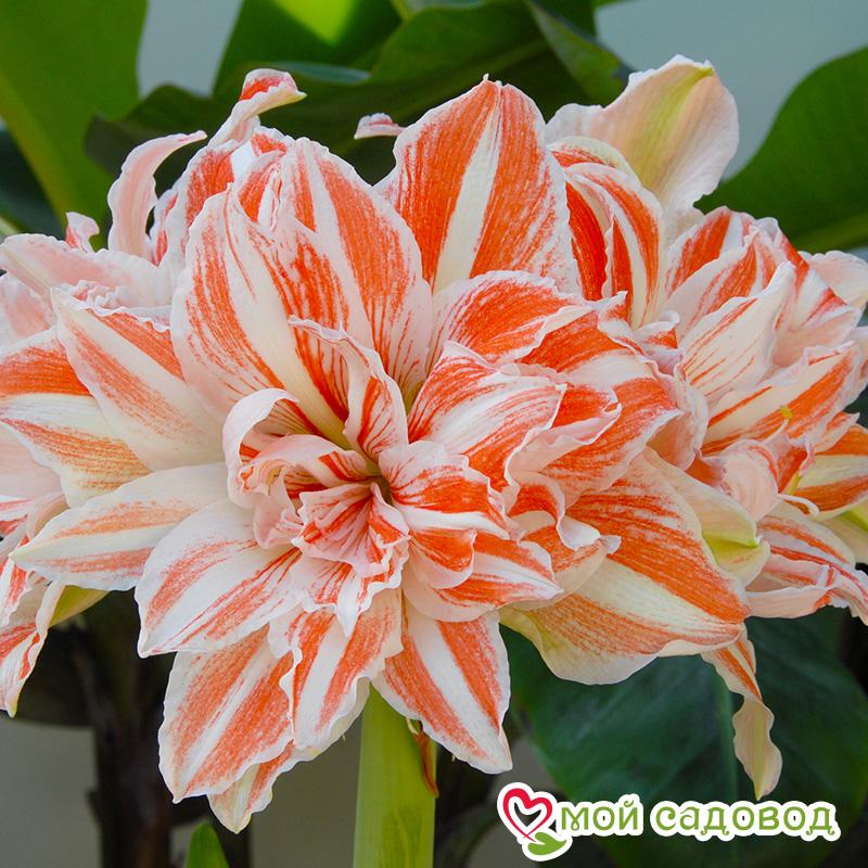 Амариллис Денсинг Квин