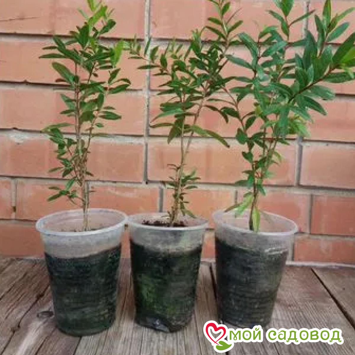 Гранат Пурпурная Корона