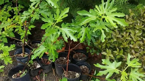 Инжир Фриман